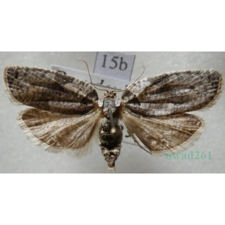Pseudeulia asinana (Hübner, 1799) Slovakia15b